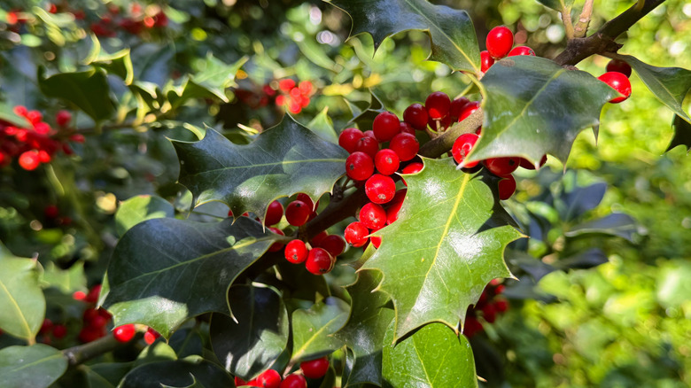 Close up view of red berries on a holly tree.