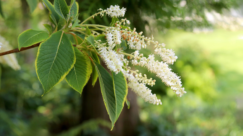 Close up of white Clethra flowers on a branch.