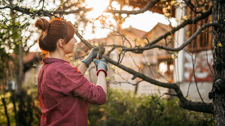 A woman prunes a tree in her yard.
