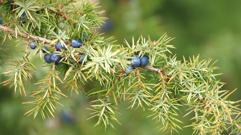 Close up of juniper berries on a branch.