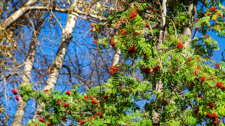 Red berries grow on a rowan tree.