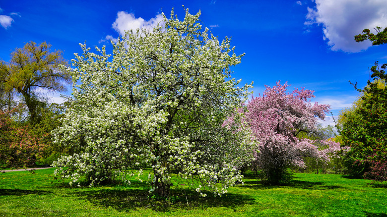 Crab apple trees grow in a group.