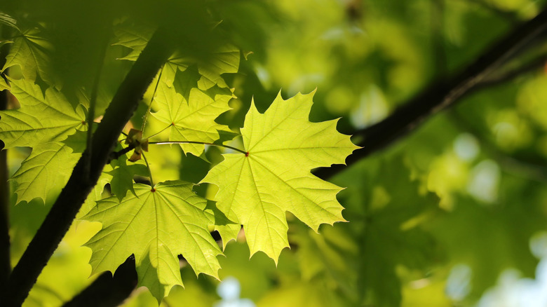 Close up of a maple leaf on a branch.