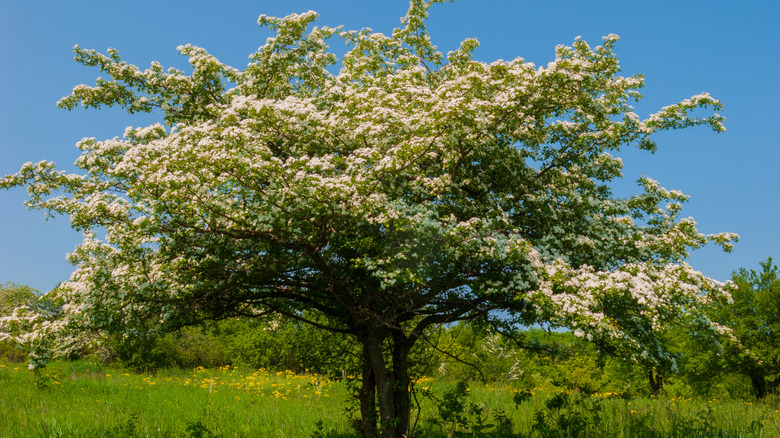 Hawthorn tree blooms.