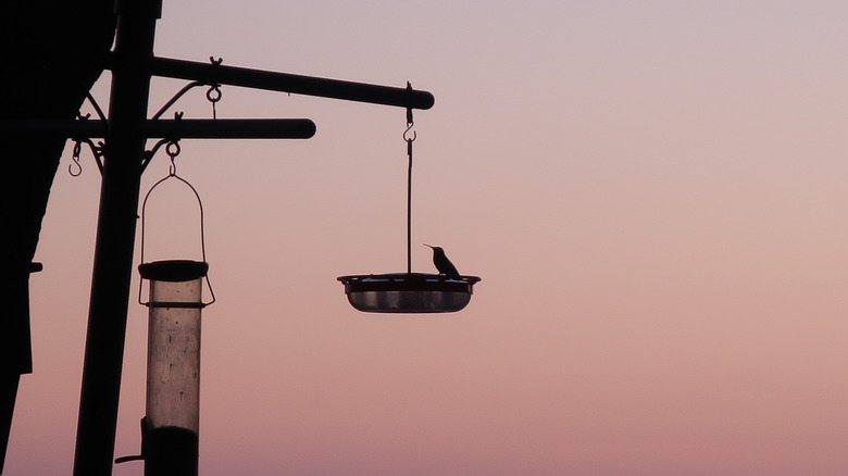 A hummingbird feeds at dusk.