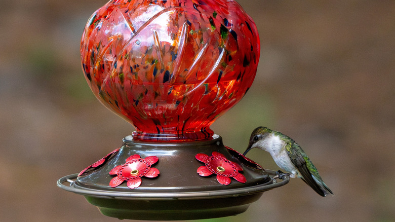Hummingbird drinks from a feeder.