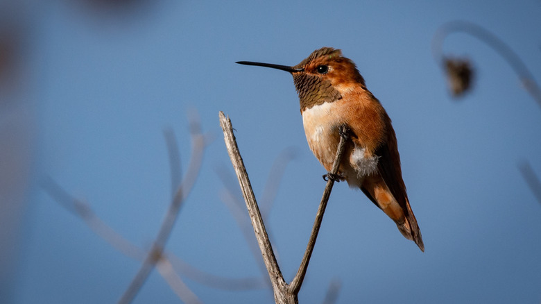 A small orange Rufous hummingbird sits on a bare branch.