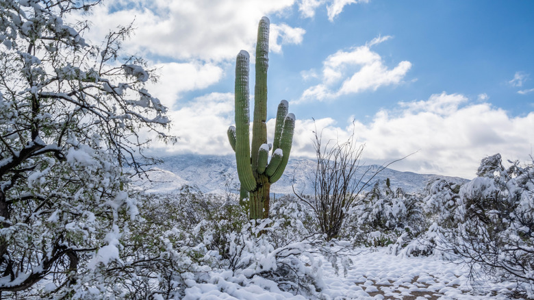 Snow surrounds a saguaro cactus