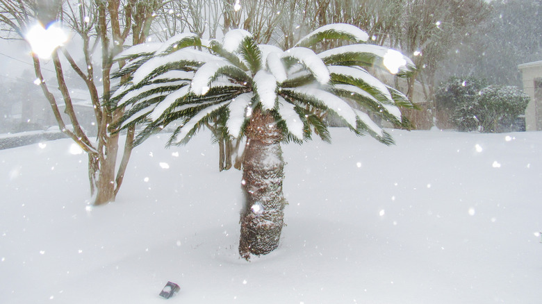 Rare snow covers a palm tree in Florida.