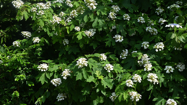 A large oakleaf hydrangea is covered in blooms.