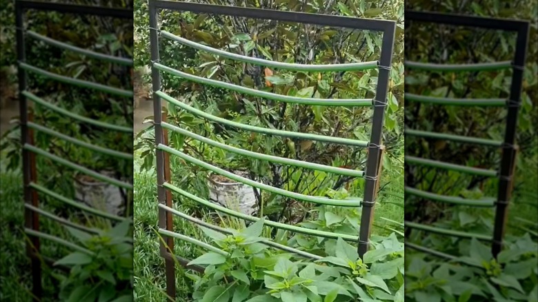 Picture of a trellis made out of a repurposed garden hose.