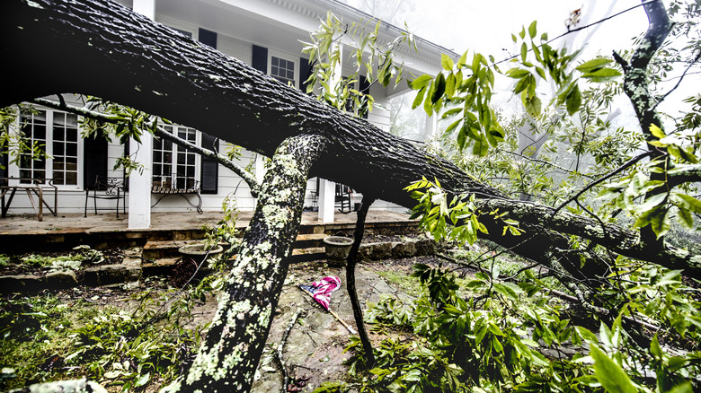 A tree has fallen across a yard.