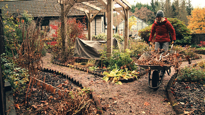 A woman pushes a wheelbarrow and cleans her fall garden.