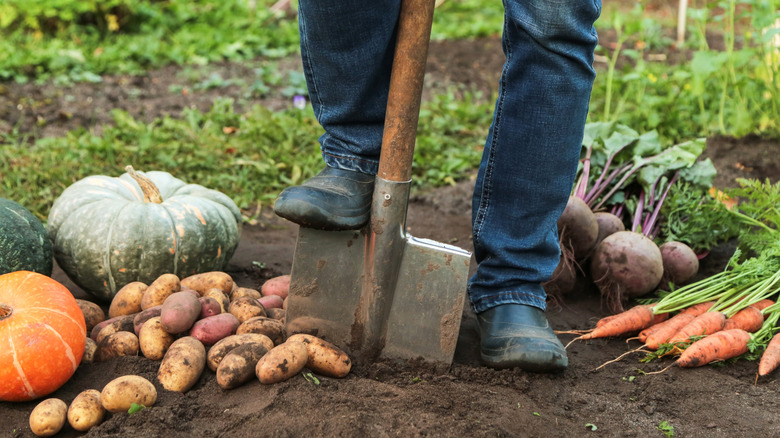 A person with a shovel stand in a garden alongside autumn produce.