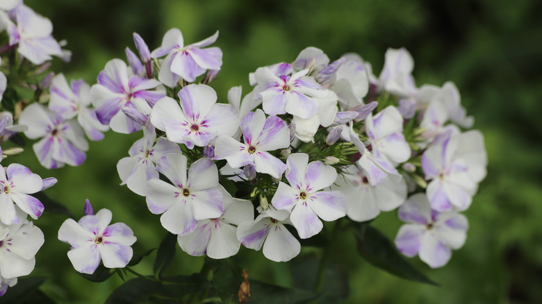 A close-up view of white and purple creeping phlox flowers.
