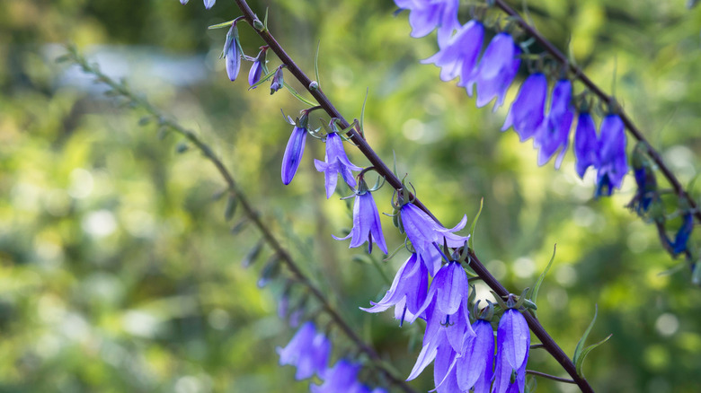 Several stalks of creeping bellflower display purple blooms.