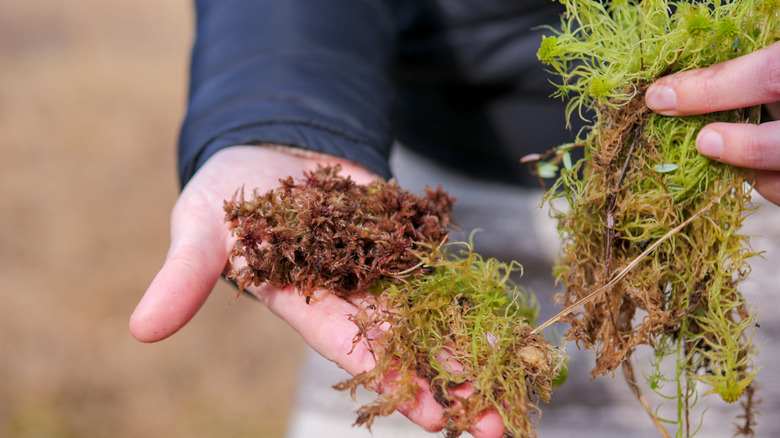 A scientist holds sphagnum moss from a peat bog.