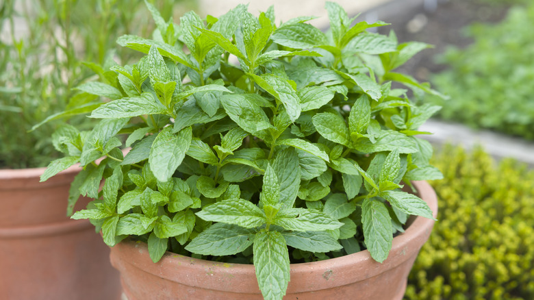 Mint thrives in a terracotta pot.