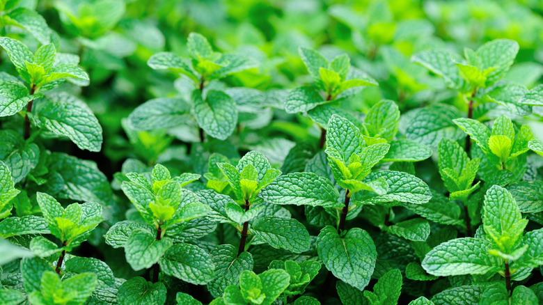 Mint grows in a thick patch.