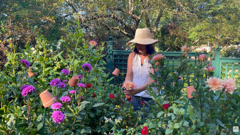 A woman stands in her garden surrounded by  dahlias and stakes with pots on top.
