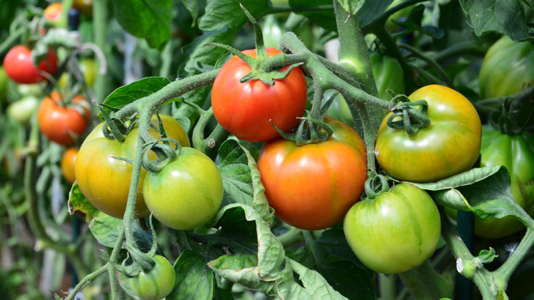 Tomatoes ripen on the vine in a garden.