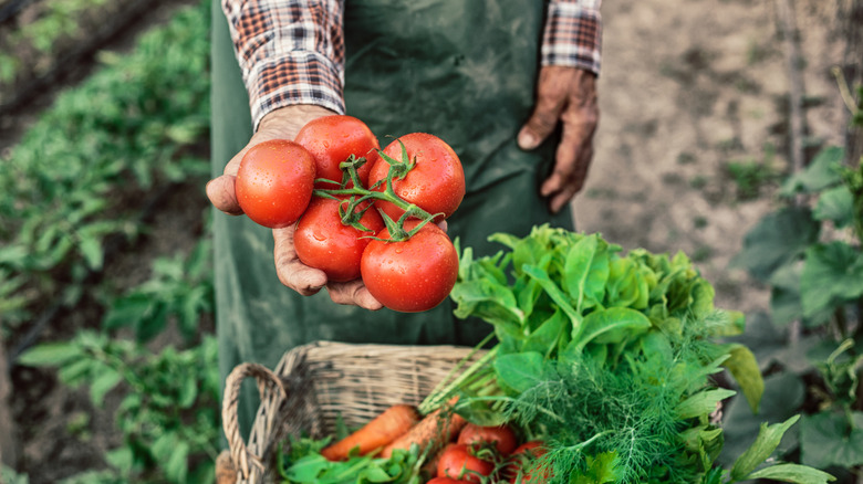 A gardener harvests a cluster of vine-ripened tomatoes.