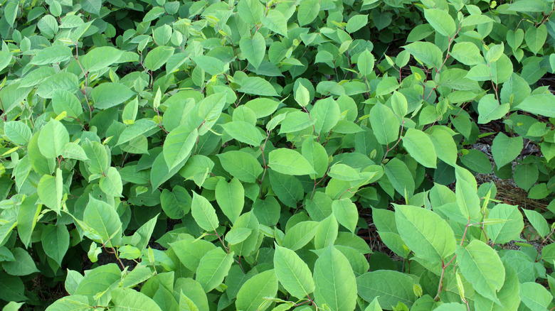 Japanese knotweed covers a garden.