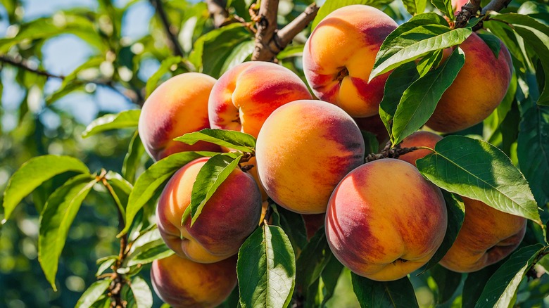 Ripe yellow and red peaches grow on a tree with green leaves.