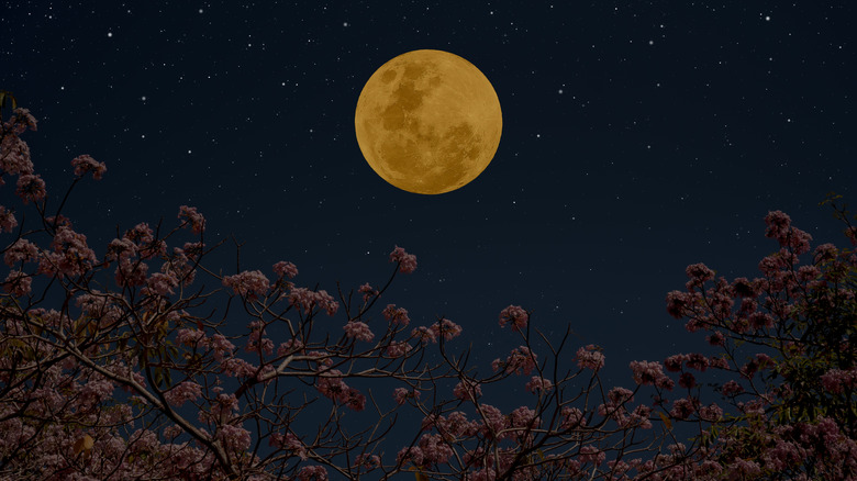 A full moon through the branches of a flowering tree.