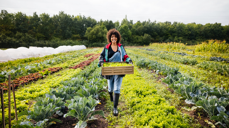 Woman carries a crate of freshly picked vegetables on a farm.