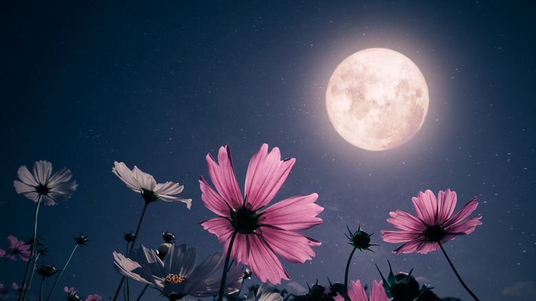The moon looks down upon flowers at night