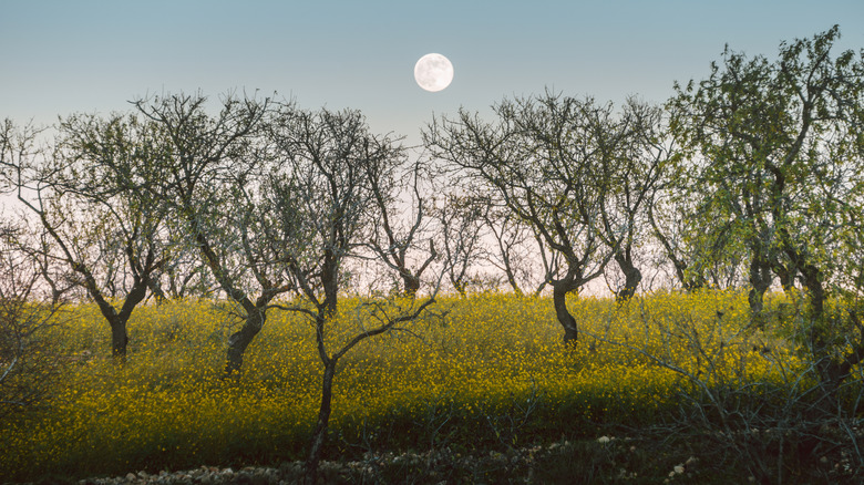 Moon in the sky at dusk over almond trees and canola flowers.