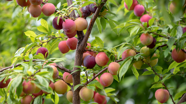 Yellow, red, and purple Japanese plums growing on a green leafy tree.