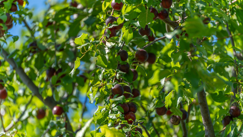 Ripe red and purple European plums hanging on a green leafy tree