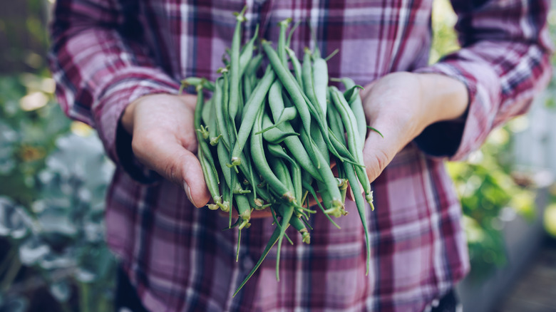 A person wearing a plaid shirt holds up a pile of freshly picked green beans.