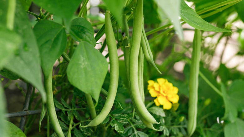 Green beans grow on vine near a yellow flower.