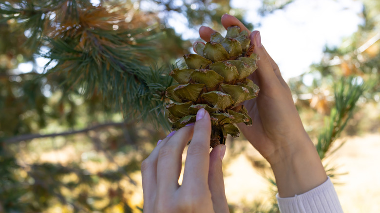 Someone holding up a pine cone