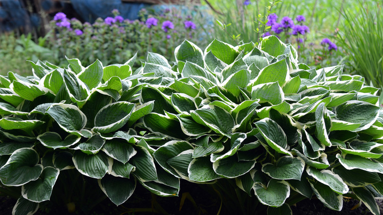 Green and white variegated hostas