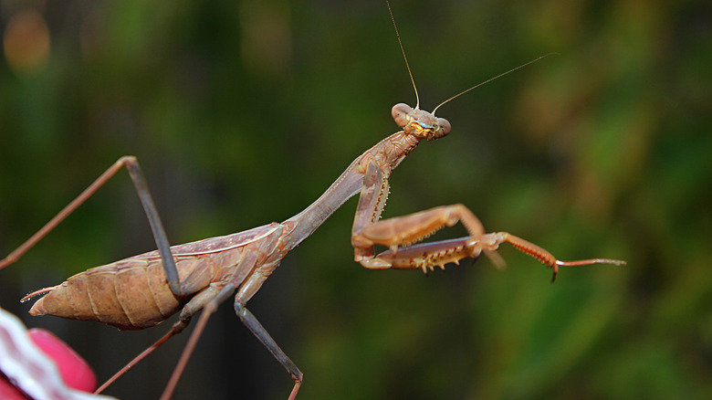 Brown praying mantis near a hummingbird feeder.