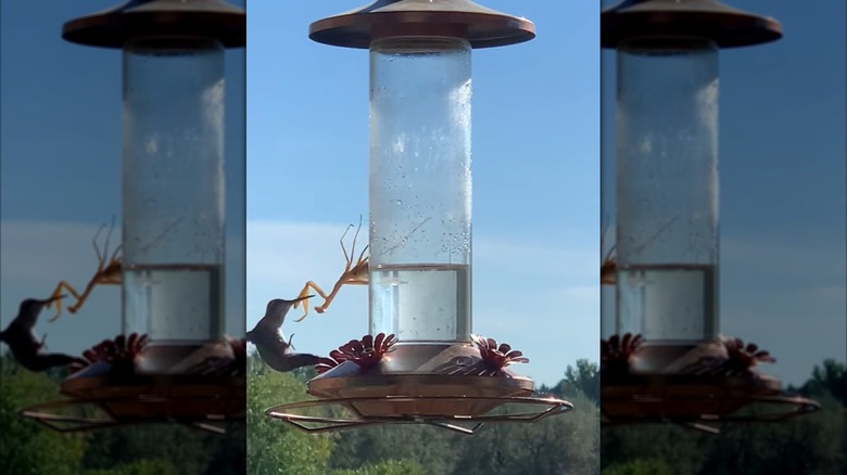 A praying mantis snags a hummingbird at the feeder.