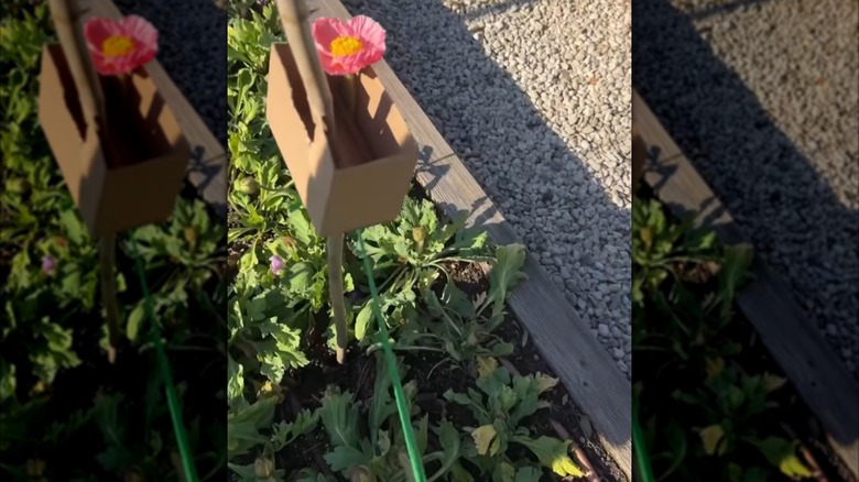 A small box is raised above a flower garden and holds a flower as bait.