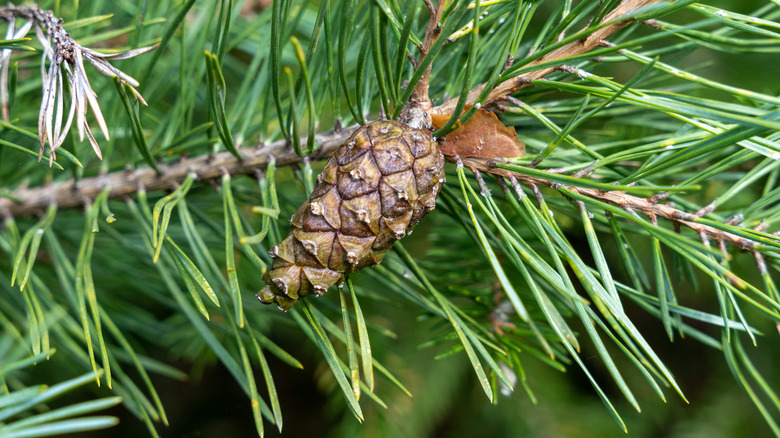 A closed pinecone on a branch with green needles