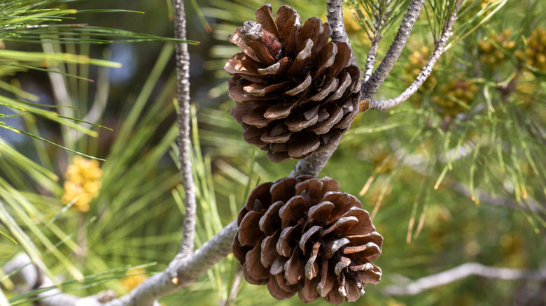 Closeup of two open pinecones on a bough