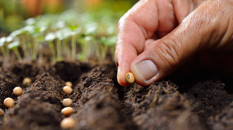 A hand plants bean seeds in the soil.
