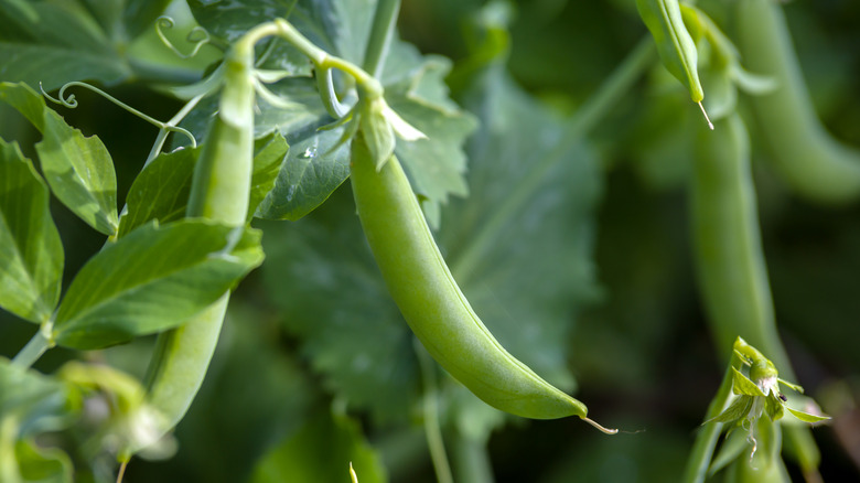 Beans grow on healthy green plants.
