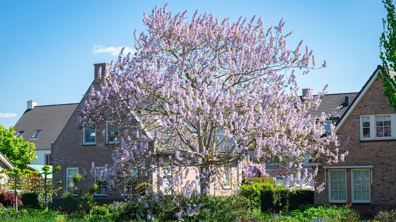 A large purple flowering empress tree growing in front of a brick house