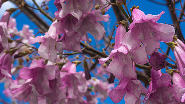 Closeup of purple empress tree blossoms