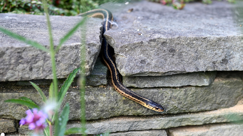 A black and beige striped garter snake slithering among stacked flagstones