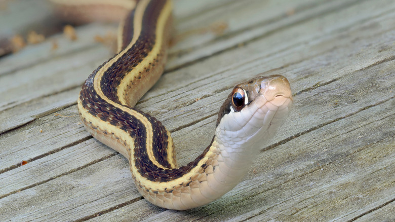 Closeup of a cute brown and yellow ribbon snake on a wooden plank