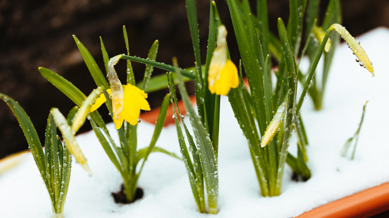 Daffodils emerge from the snowy ground.